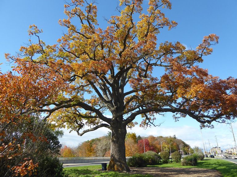 White Oak 