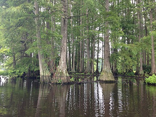 Bald Cypress