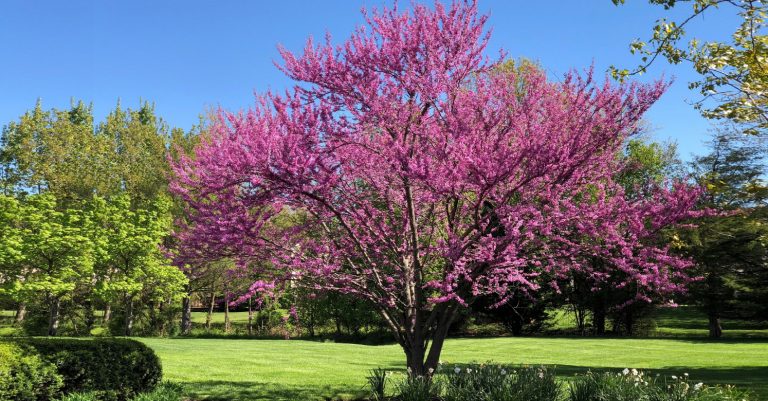 Eastern Redbud