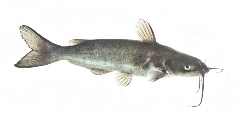 Channel Catfish