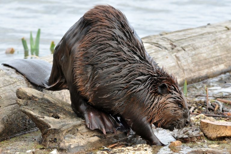 American Beaver 