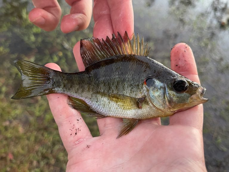 Redear Sunfish