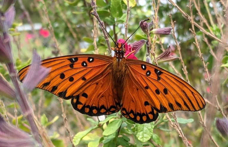 Gulf Fritillary