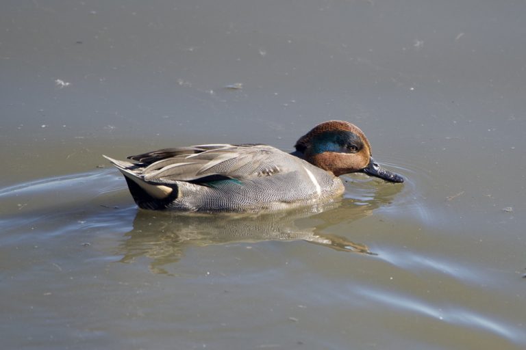 Green-winged Teal