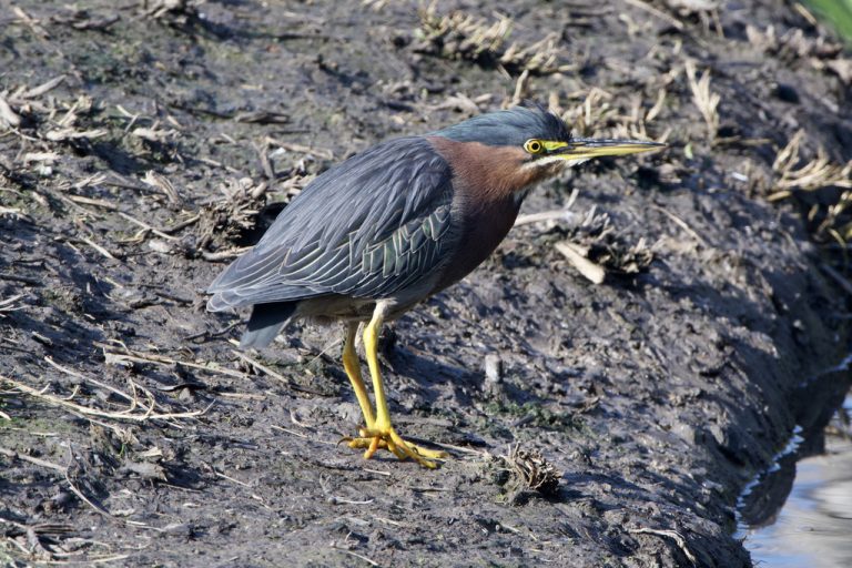 Green Heron