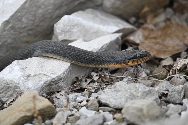 Plain-bellied Watersnake