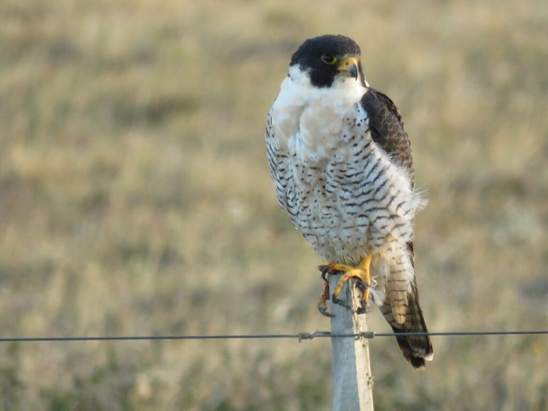 Peregrine Falcon