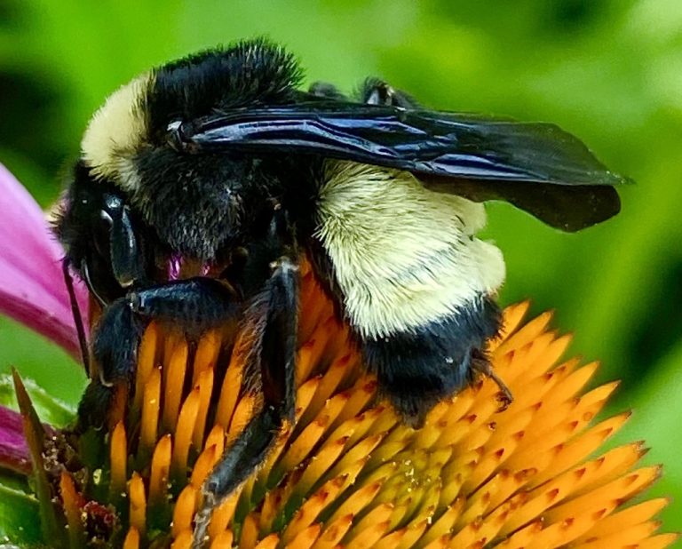 American Bumblebee