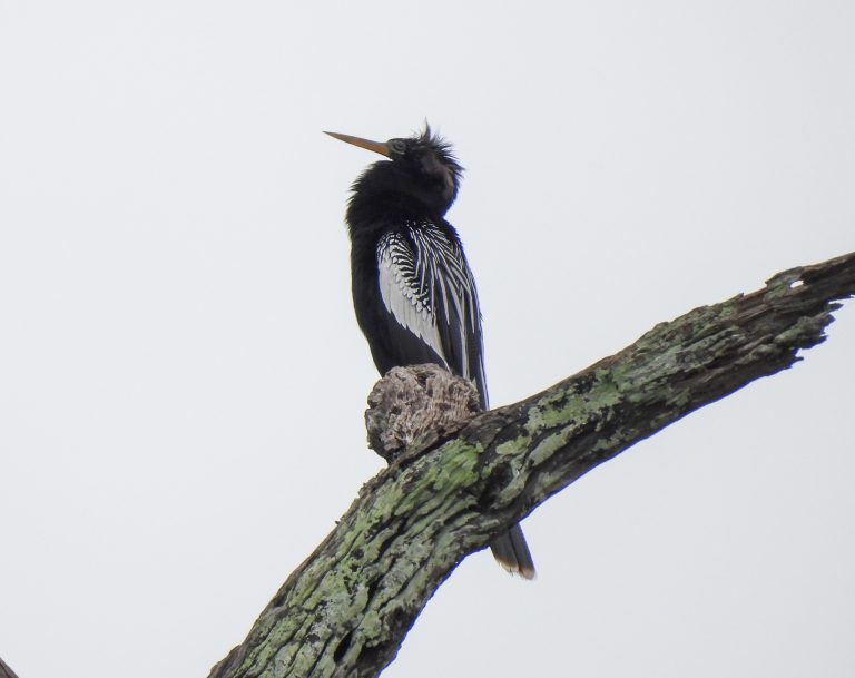 American Anhinga 