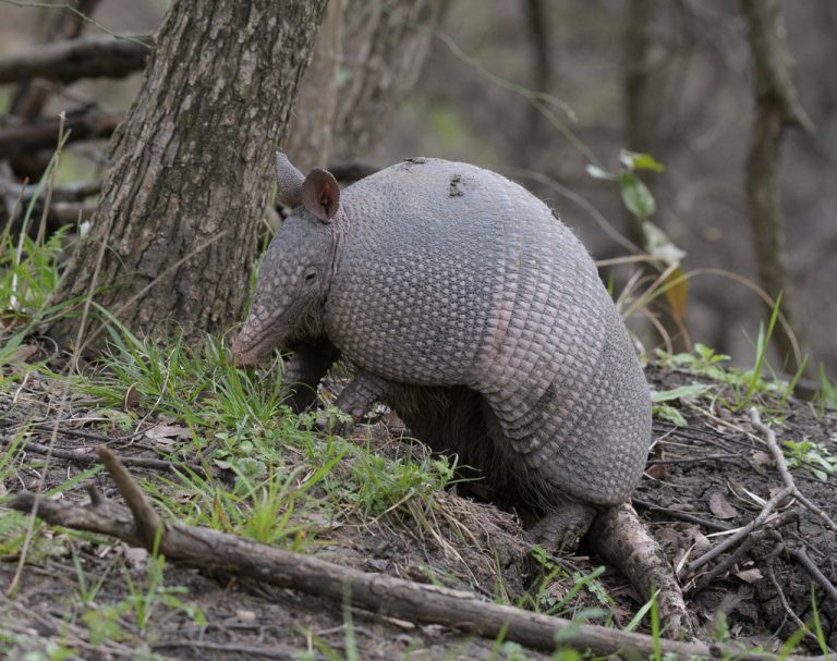 Armadillo