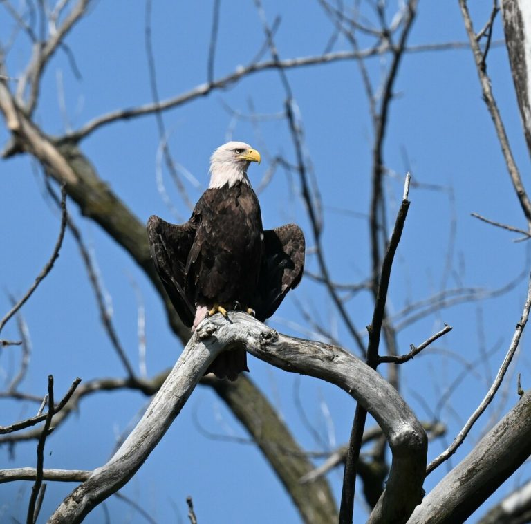 Bald Eagle 
