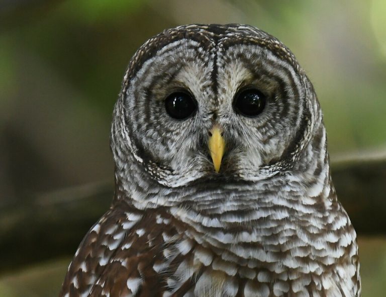 Barred Owl 
