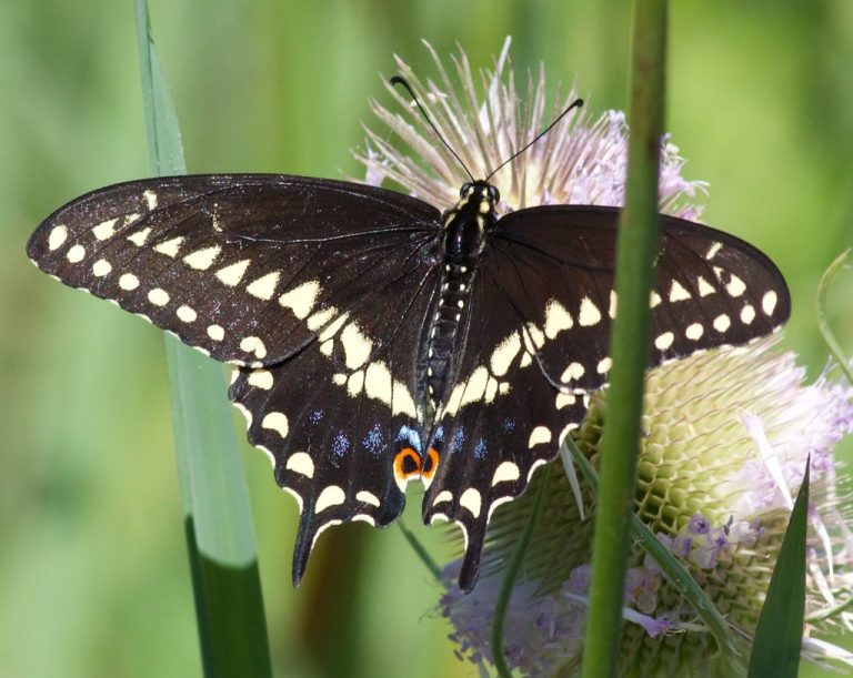 Black Swallowtail