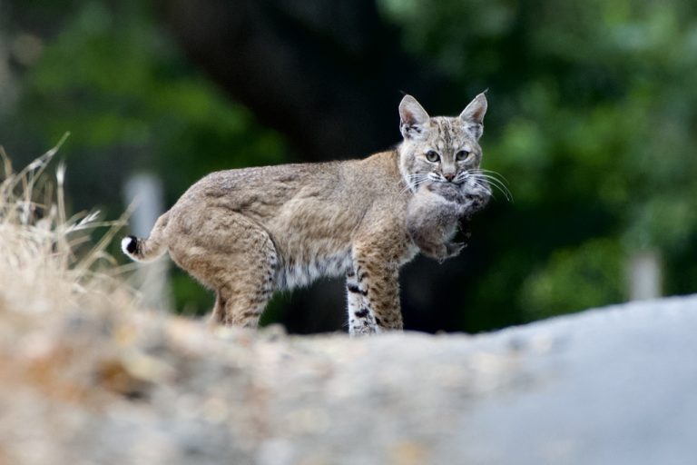 Bobcat
