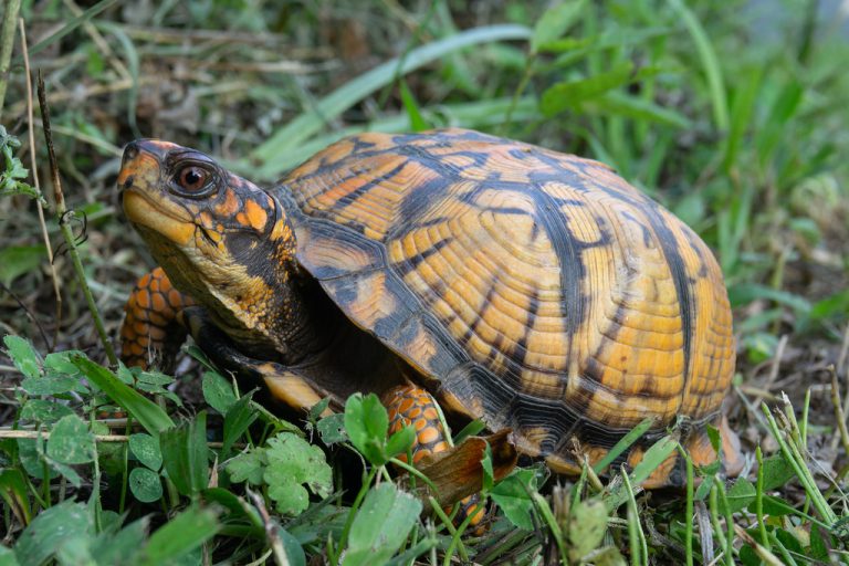 Eastern Box Turtle 