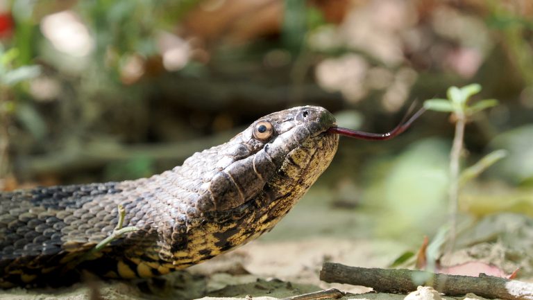 Brown Watersnake 