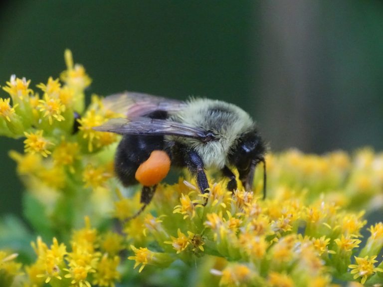 Common Eastern Bumblebee