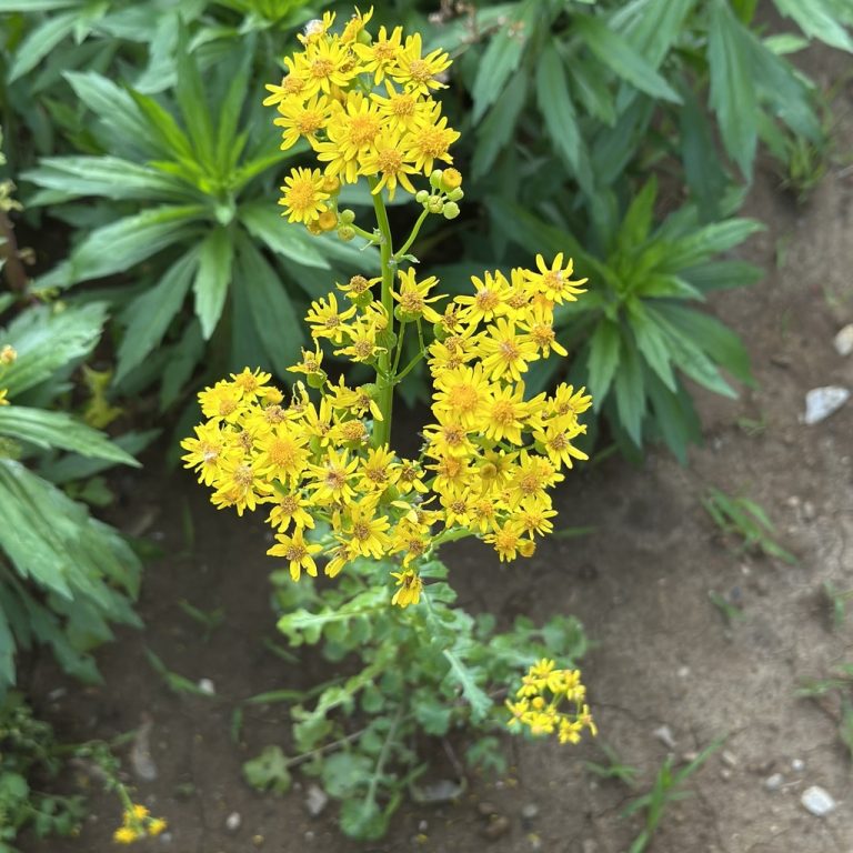 Butterweed