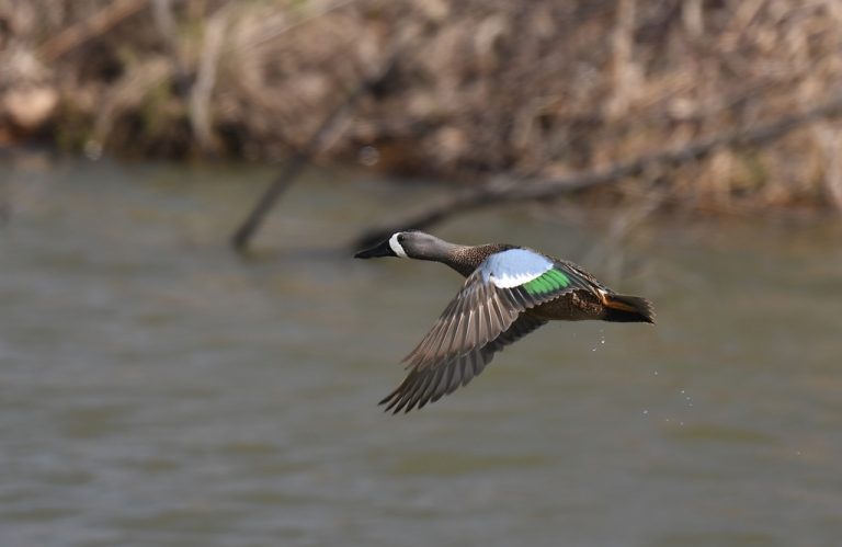 Blue-winged Teal