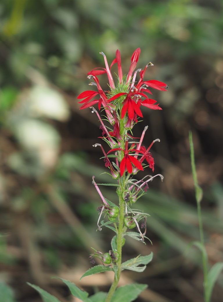 Cardinal Flower
