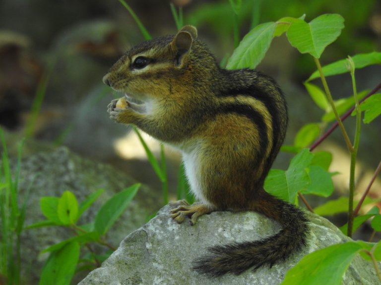 Eastern Chipmunk