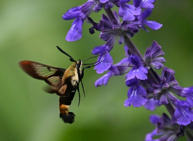 Snowberry Clearwing