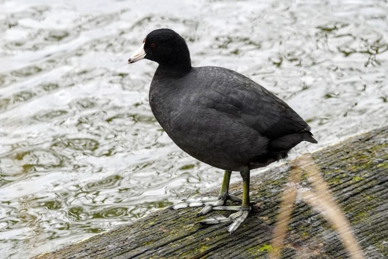 American Coot