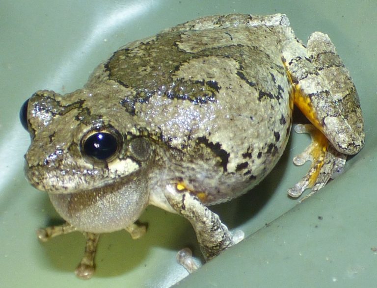 Cope's Gray Treefrog 