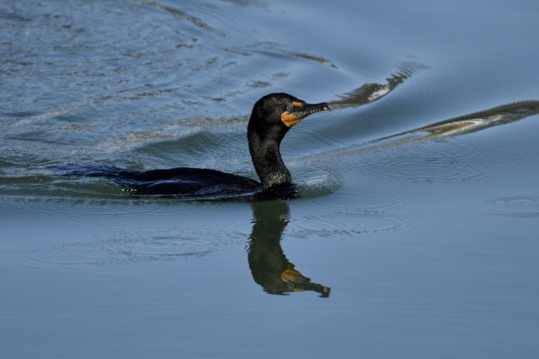 Double-crested Cormorant