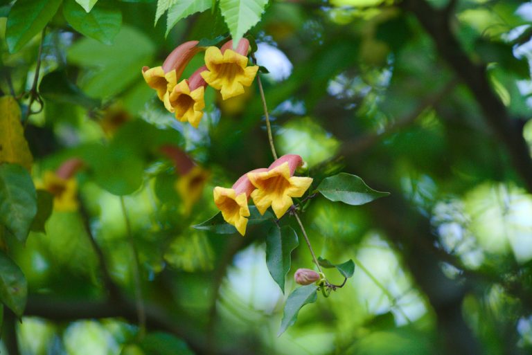 Crossvine