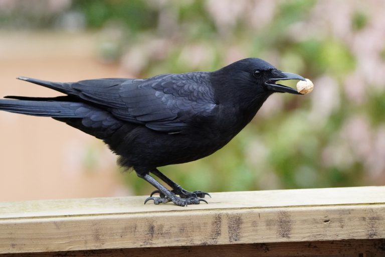 American Crow 