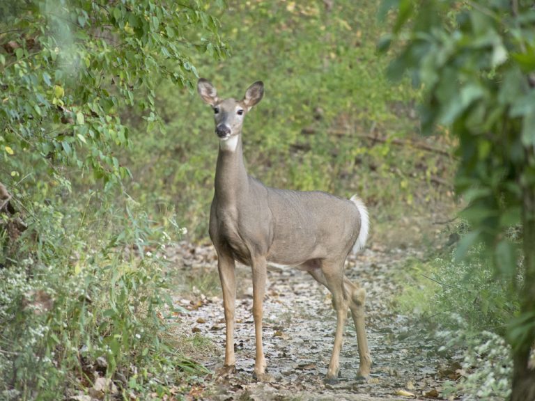 White-tailed Deer