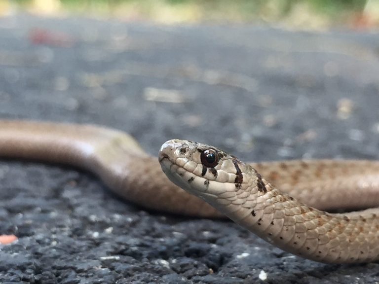 DeKay's Brownsnake