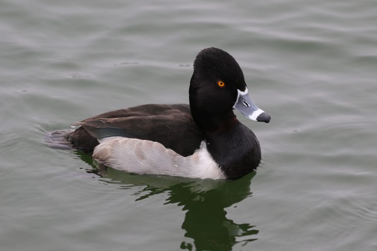 Ring-necked Duck