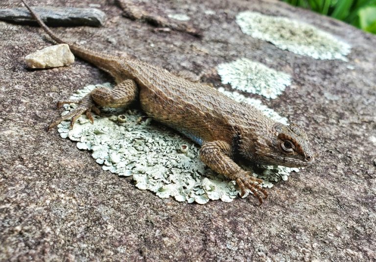Eastern Fence Lizard 
