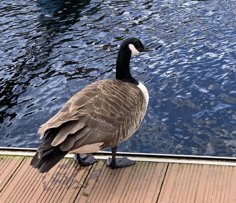 Canada Goose 