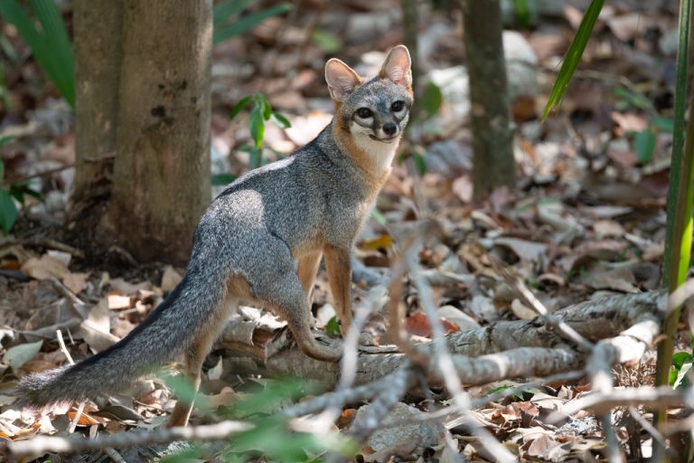 Gray Fox