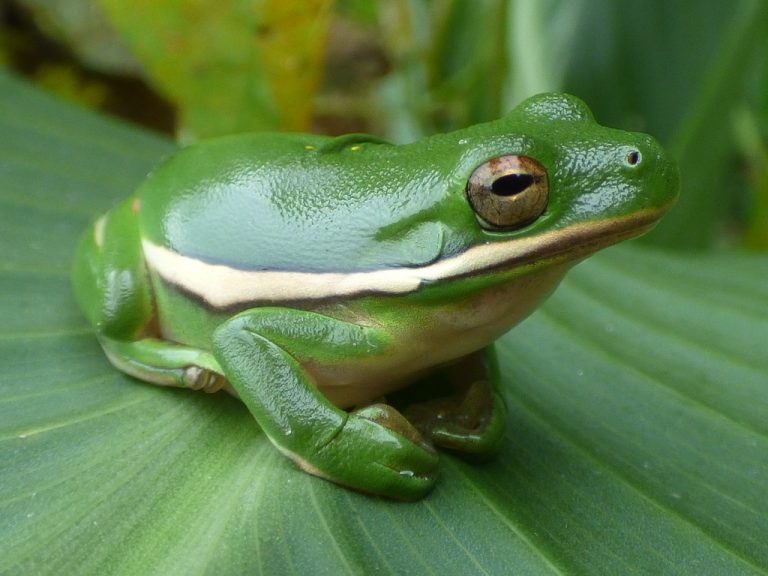 American Green Treefrog 