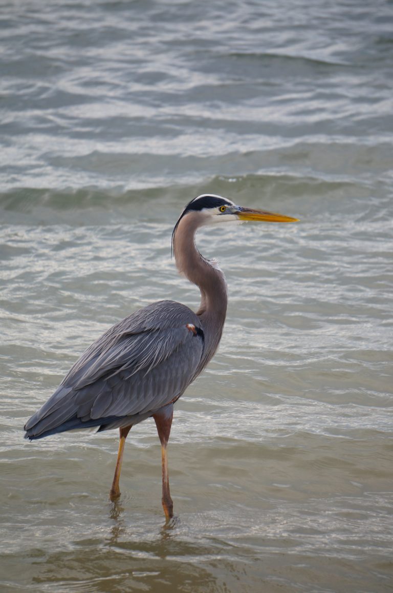 Great Blue Heron