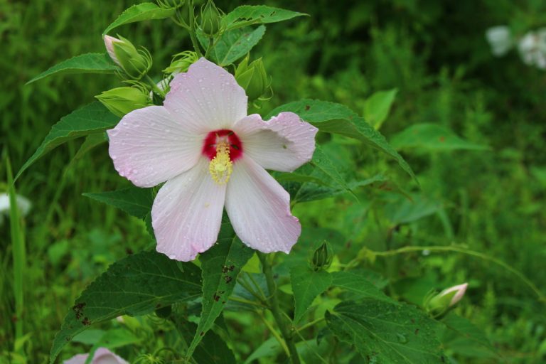 Swamp Rose Mallow