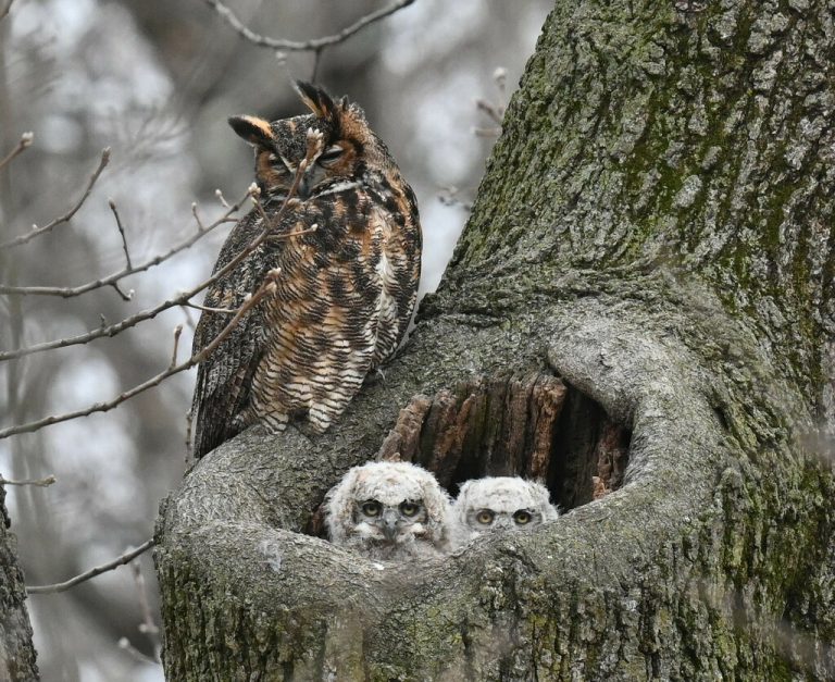 Great Horned Owl 
