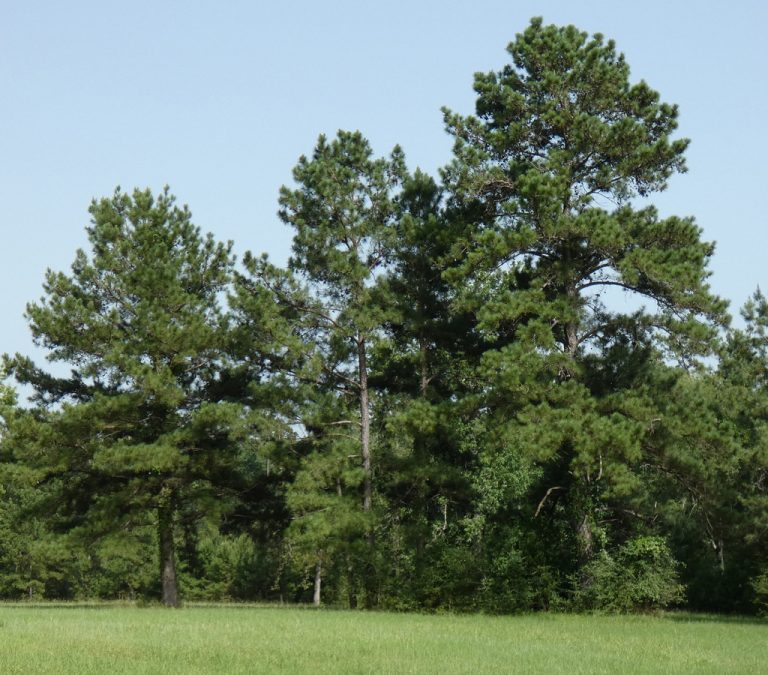 Loblolly Pine 