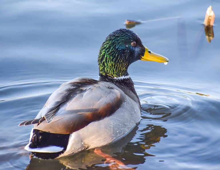 Mallard