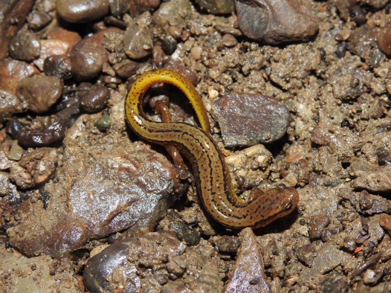 Southern Two-lined Salamander 