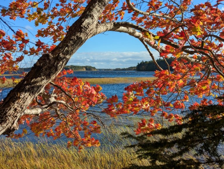Red Maple 