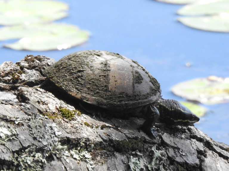 Eastern Musk Turtle