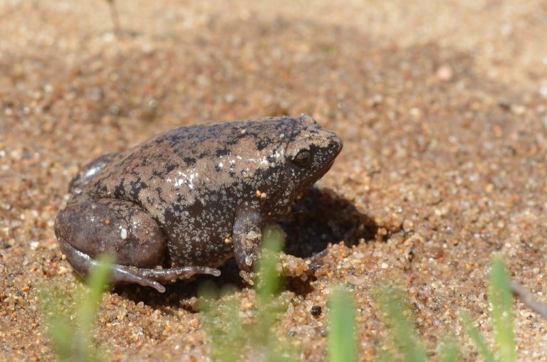Eastern Narrow-mouthed Toad