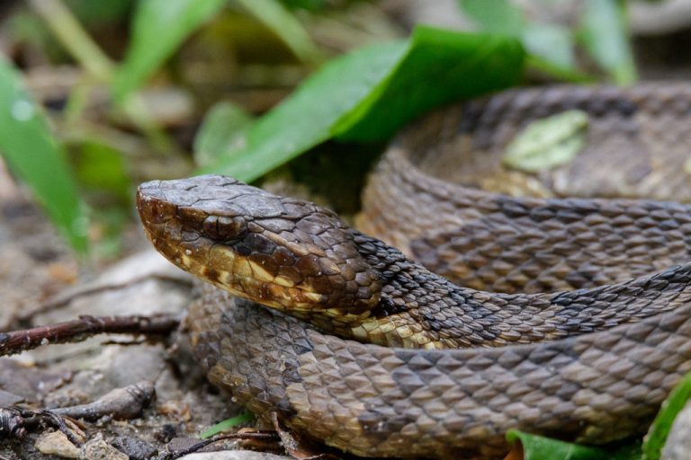 Northern Cottonmouth