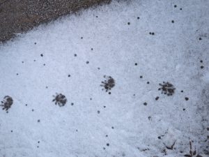 Tracks or signs