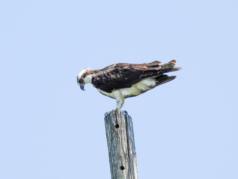 American Osprey